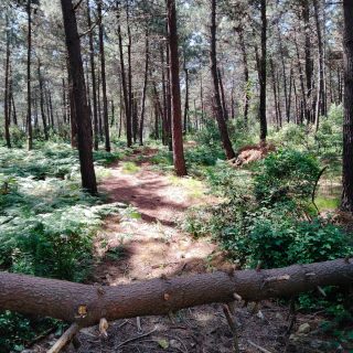https://www.nilgardens.com/wp-content/uploads/2022/12/16-1-320x320.jpeg